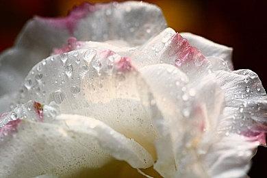 《艾尔登法环：黑夜君临》在新加坡获得16岁以上评级